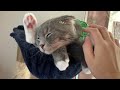 【猫癒し】キャットタワーで凄い格好の子猫が可愛すぎた♡【スコテッシュフォール】Cat tower kittens are cute