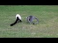 Lemur learns..  DON'T MESS WITH THE CAT!