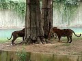 Tigers Playing