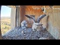 Amazing peregrine Falcon and their beautiful chicks