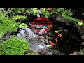 RAHASIA KOLAM KOI JERNIH DAN TIDAK HIJAU|NATURAL KOI POND#KOLAMIKANKOI#IKANKOI#KOLAMNATURAL#IKANKOI#