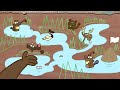 Why are beavers obsessed with dams? - Glynnis Hood