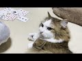 My cat runs the midnight UNO tournament.