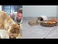 I would die laughing for these FUNNIEST Cats 😍 Funniest Cat Reaction 😹🐶