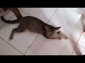 Kedatangan tamu#kucing #fypシ #fypシ゚viral