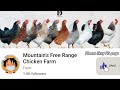 1.0 Welcome to Mountain's Free Range Chicken Farm