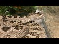 Great Basin Rattlesnake Drinks Off Its Body!!!