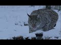 Arctic Wildlife Wonders: A Frozen World Unveiled | Full Documentary