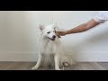 American Eskimo - Dog Breed Information