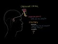 The hypothalamus and pituitary gland | Endocrine system physiology | NCLEX-RN | Khan Academy