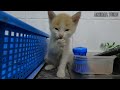 rescue a little kitten abandoned she tremble and cries from loneliness and homelessness