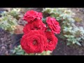 Wonderful blooming pepita red roses