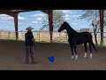 Problem Horse: She goes CRAZY at the Show…… Rearing……Bucking!