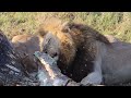 LION PRIDE Feeding on GIRAFFE in Kruger National Park South Africa - Part1