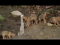 Eastern Coyote Pups May 2022