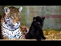 The Jaguar: Animal & Totem