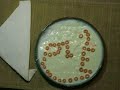 Dinner Plate Theatre: A Tapeworm/Nibbler/Snake Breakfast