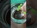 Lucky plant jade plant 🌱 growth in just water crassula ovata||जेड प्लांट को जल्दी से करें ग्रो#jade