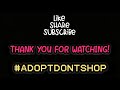 8 Reasons You Should Adopt Instead Of Shop/#adoptdontshop