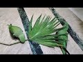 indian ringneck parrots playing Compilation