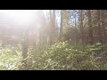 AMAZING FOREST BACKGROUND FOR RELAXATION *** PEACEFUL NATURE SOUNDS***