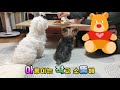 [ 아작뚱 ] 우아한 티타임의 방해꾼 두마리 (요키, 요크셔, 작은 강아지, 아롱이)