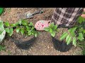 Simple technique to quickly propagate lemon trees by cuttings without using soil