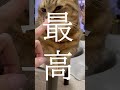 【猫動画】1日に10回は観たくなる動画　#shorts