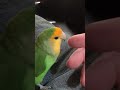 Worst Manicure Ever! Lovebird grooming me (maybe?)