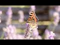 Gentle Melodies to Calm Your Mind and Soul🌿Soothing relaxing music good for health