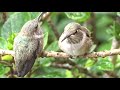 HUMMINGBIRDS NEST in HOUSE Window FEEDER Raise BABIES on EASY Recipe Hummingbird Nectar