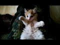 small but angry and very cute kitten Kenan biting and scratching