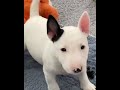 🐶Bull Terrier Puppy Barking 🥰 Cute To The Moon!🌝⚠️💘 #shorts