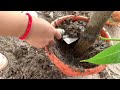 Great technique for grafting Mango tree and watermelon fruit with banana & pumpkin