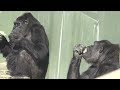 Grandma gorilla shares food with her child💝　Nene＆Annie
