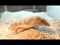 Sandfish eating dubia roach nymphs