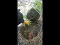 Mother Bird Feeding Worms to Cute Baby Birds hatching