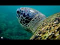 Aquarium 4K (ULTRA HD) - The Most Beautiful Fish In The World, The Ultimate Underwater Escape #8