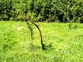 Scything a small orchard in NZ Part 3