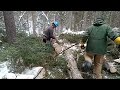 From stump to bed, Red Spruce, 2024
