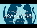 Streetly Vets - The Lost Dogs
