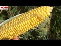 Hilling, Side Dressing and Fertilizing Incredible Sweet Corn