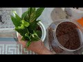 Transitioning Your Houseplant to LECA and Semi-Hydroponics: Step-by-Step Tutorial #ninjaorchids