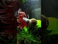Betta being aggressive with snail 🐌