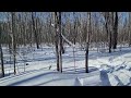 Springer Spaniel Loving Snow 2