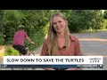 Slow down to save the turtles