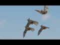 Lincoln - Saint Bernard (Official Video)