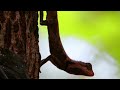 South Indian rock agama male and female