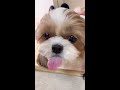 💗시츄 강아지의 초귀여운 우유 먹방 🐶🥛👅 MUKBANG | ASMR | Shih Tzu Dog Eating Milk #shorts💗