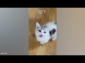 Super CUTE and FUNNY Munchkin Cats! 😂Funny Cats Videos 2023